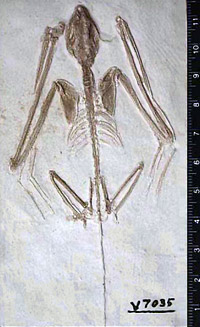 bat fossil