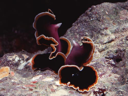 Two marine flatworms engaged in a penis fencing match